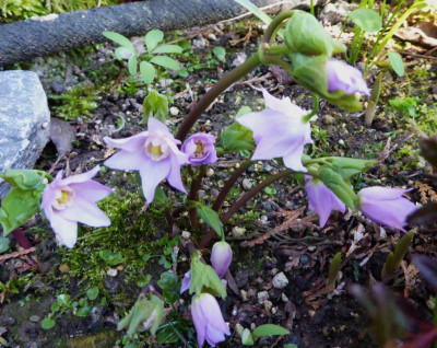 Ranzania japonica ...    27.3.17 001.jpg