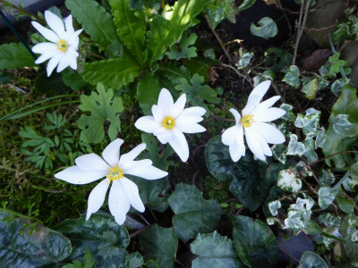 Sanguinaria canadensis ...   27.3.17 025.jpg