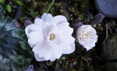 Sanguinaria canadensis  'Multiplex` ...  27.3.17 035.jpg