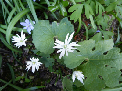 Sanguinaria canadensis  'Star'  ...  27.3.17 038.jpg