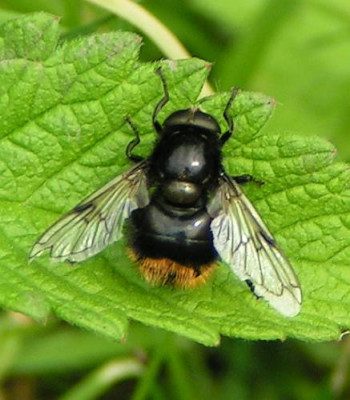 Volucella_bombylans_bombylans_-_Hummelschwebfliege_01.jpg