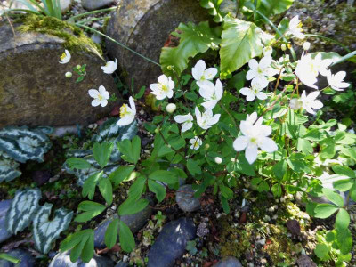 Isopyrum thalictroides  ...   27.3.17 053.jpg
