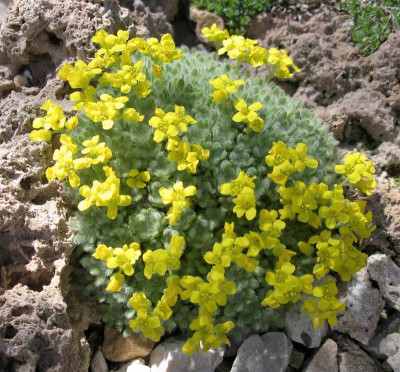 Draba polytricha 25.03.17.JPG