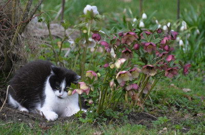 Hellikatze.jpg