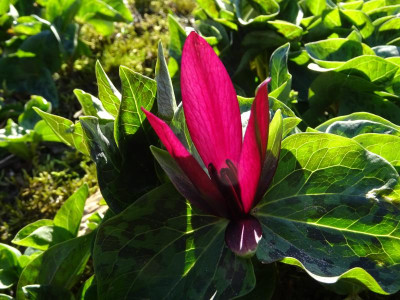 Trillium chloropetaum var. giganteum Seedling 2017.JPG