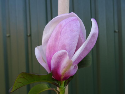 Magnolia cylindrica x  Pink Delight flower.JPG
