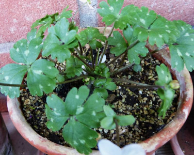 Hepatica falconeri ...    27.3.17 060.jpg