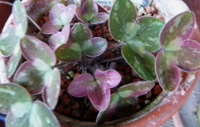 Hepatica insularis ... 27.3.17 061.jpg