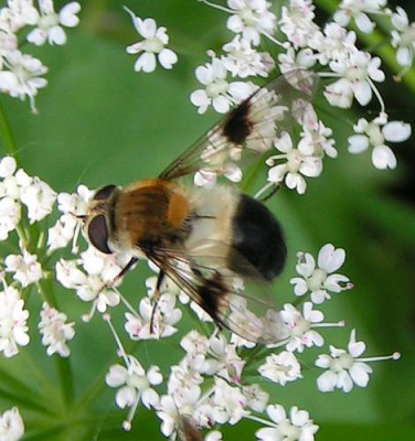 Leucozona_lucorum_-_Weissbandschwebfliege_08.jpg