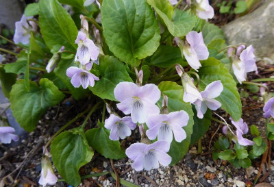 Viola eizanensis ...  27.3.17 046.jpg