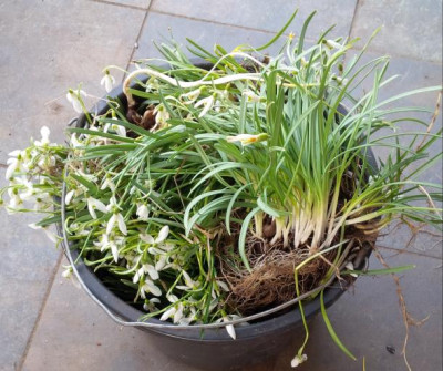 Galanthus.jpg