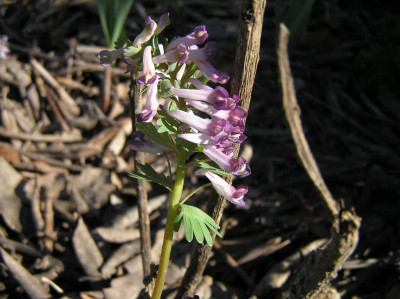 corydalis 2017 009.JPG