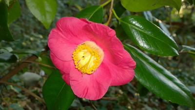 WP_20170327_052 Camellia japonica Hiodoshi.jpg