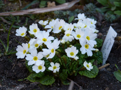 2017-03-28 Primula juliae alba 'Wanda'.jpg