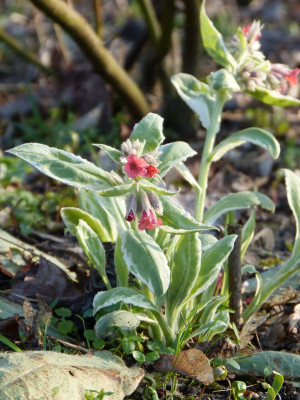 2017-03-28 Pulmonaria 'David Ward'.jpg