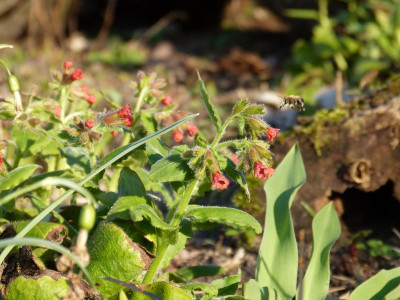 2017-03-28 Pulmonaria rubra.jpg
