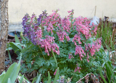 2017-03-28 Corydalis ''transsylvanica''.jpg
