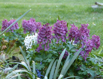 2017-03-28 Corydalis solida 'Purple Bird'.jpg