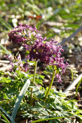 2017-03-28 Corydalis solida 1.jpg