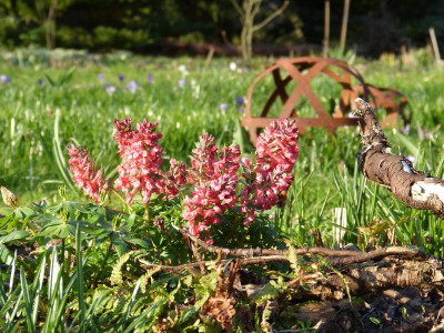 2017-03-28 Corydalis solida 'G.P. Baker'.jpg