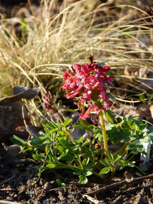 2017-03-28 Corydalis solida 'Fliether Rot'.jpg