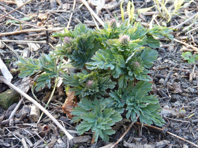 2017-03-28 Corydalis nobilis.jpg