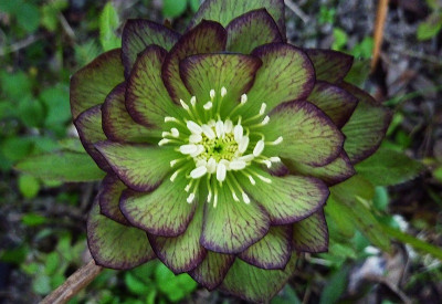 h.jade tiger.jpg