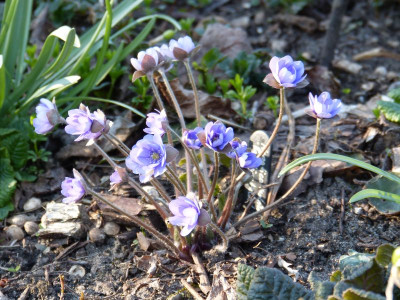2017-03-28 Hepatica 'Multipetala'.jpg