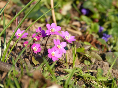 2017-03-28 Hepatica 'Woodside Red'.jpg