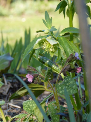 2017-03-28 Gartenimpressionen 2.jpg