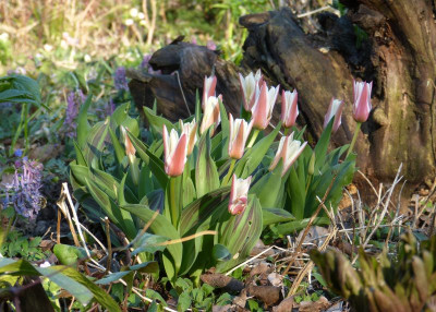 2017-03-28 Gartenimpressionen 3.jpg
