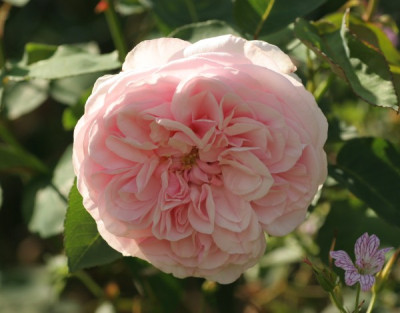 sdlm_2378.jpg