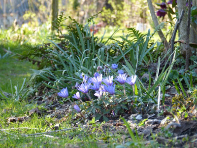 2017-03-28 Gartenimpressionen 4.jpg