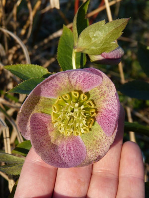 2017-03-28 Helleborus x hybridus.jpg