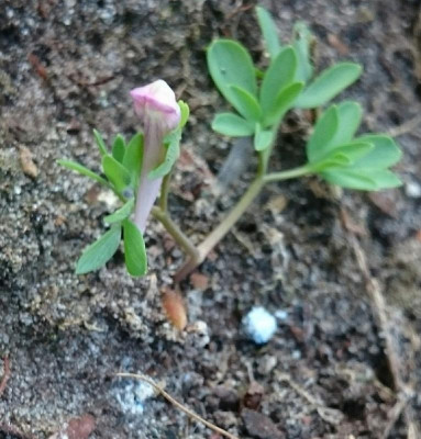 Corydalis pumila 170328.jpg