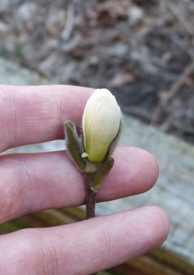 2017-03-28 Magnolia Ue.jpg