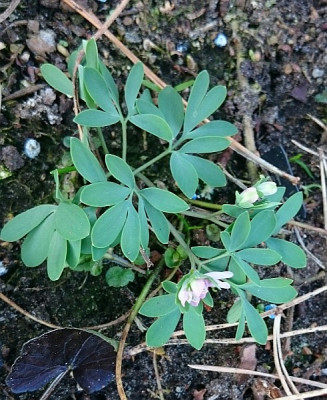 Corydalis intermedia 170328.jpg