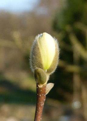 2017-03-28 Magnolia ''Barbara'.jpg
