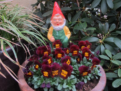 Gartenzwerg 29.3.17 ue.JPG
