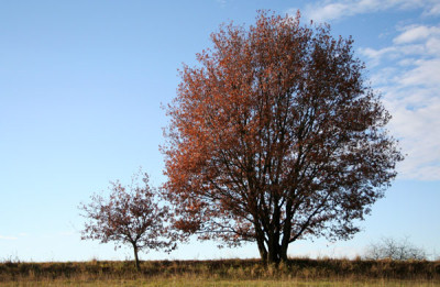 Herbstlaub-1.jpg