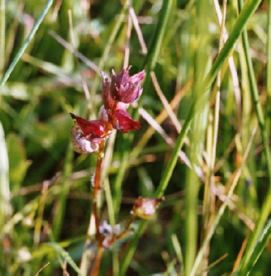 feuchte_wiese2-fahlrosa-dunkelrotbraun.JPG