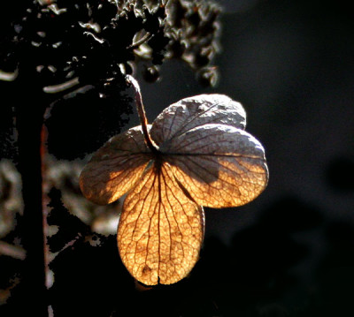 Risp.Hort.-Polfilter.jpg