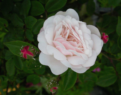 Little_White_Pet_mit_Blattlausen_K.jpg