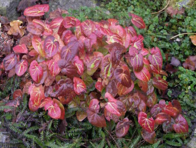 Epimedium_diphyllum_2006-11-26.JPG