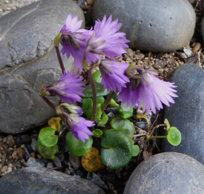 Soldanella carpatica ...   29.3.17 008.jpg