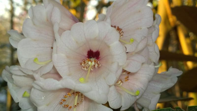 WP_20170327_034 Rhododendron rothschildii Feng Weixi.jpg