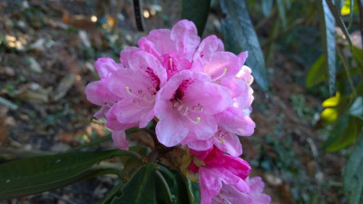 WP_20170327_049 Rhododendron uvarifolium TS9260.jpg