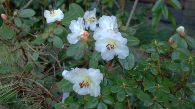 WP_20170327_008 Rhododendron leucaspis.jpg