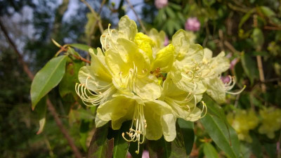 WP_20170325_018 Rhododendron lutescens Bagshot Sands.jpg