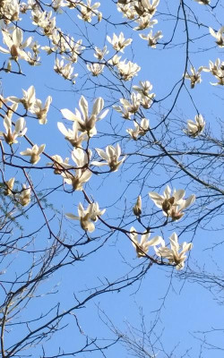 WP_20170328_010-1 Magnolia amoena.jpg